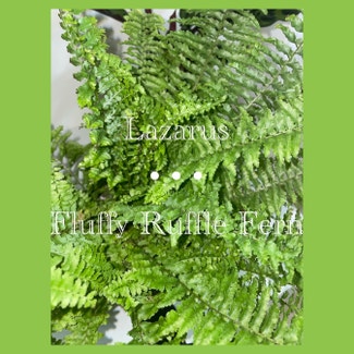 fluffy ruffle fern plant in Fort Myers, Florida