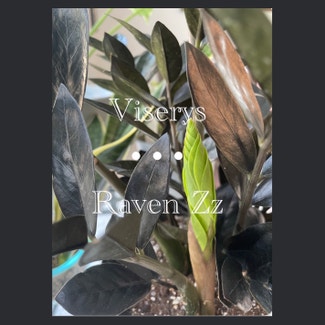 Raven ZZ Plant plant in Fort Myers, Florida