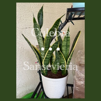 Snake Plant plant in Fort Myers, Florida
