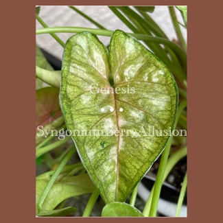 Arrowhead Plant plant in Fort Myers, Florida
