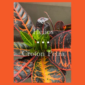 Croton 'Petra' plant in Fort Myers, Florida