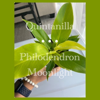 Philodendron 'Moonlight' plant in Fort Myers, Florida