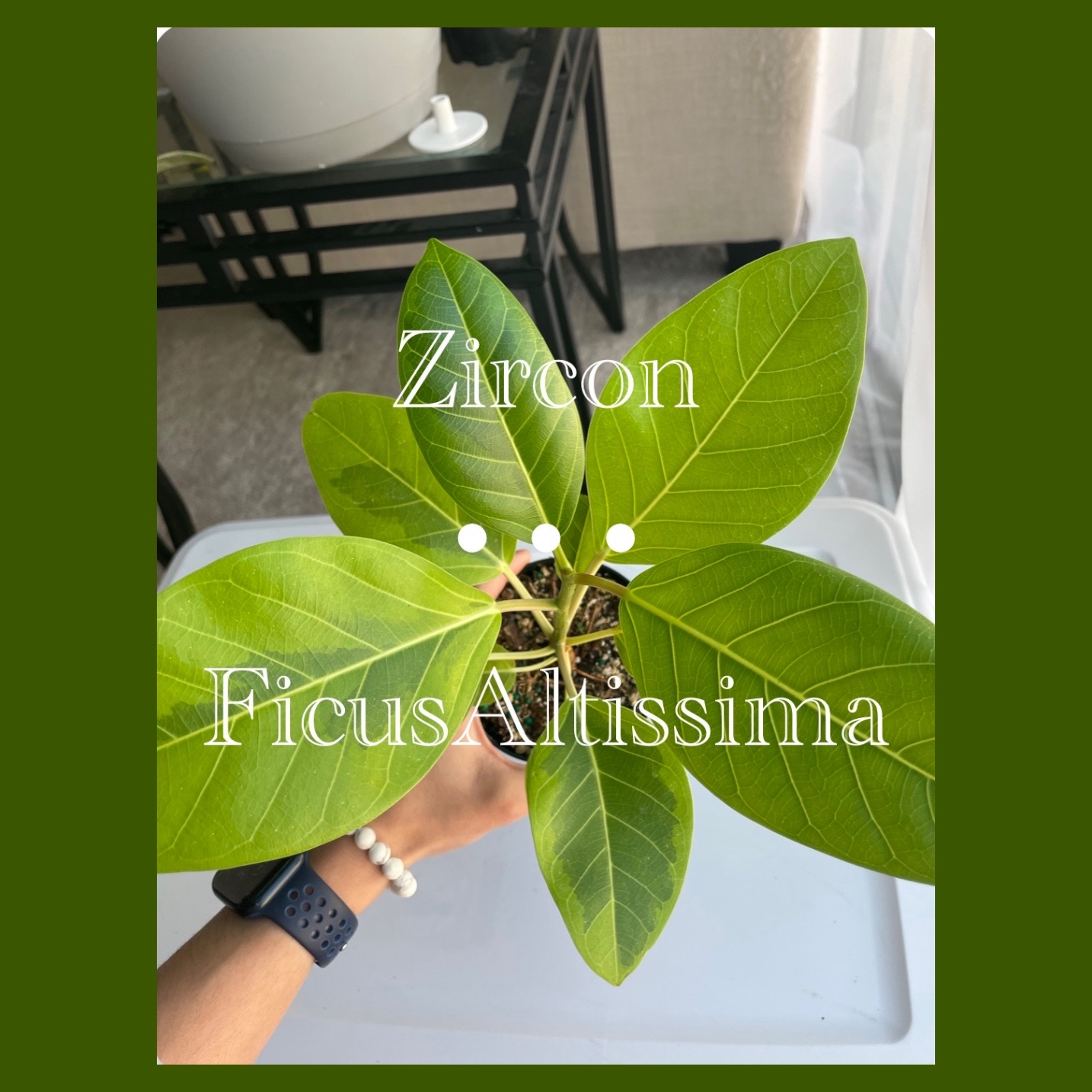 Photo of the plant species Ficus 'Golden Gem' by @julesplants named Zircon on Greg, the plant care app