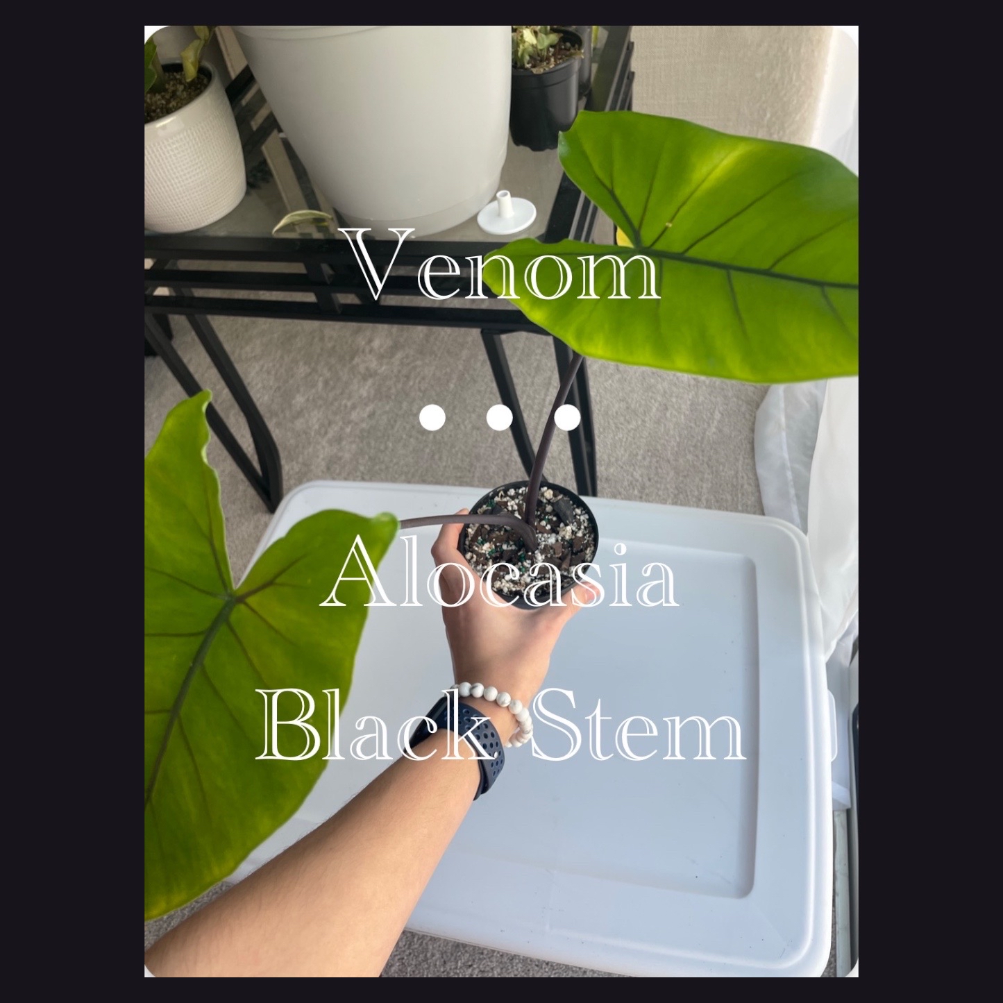 Photo of the plant species Black Stem Elephant Ear by @julesplants named Venom on Greg, the plant care app
