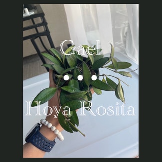 Hoya 'Rosita' plant in Fort Myers, Florida