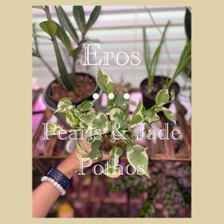 Pearls and Jade Pothos plant in Fort Myers, Florida