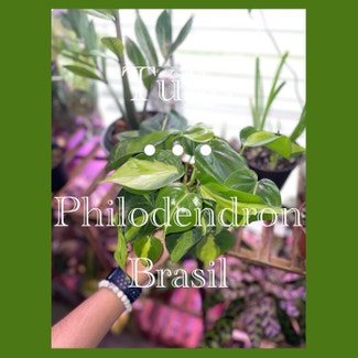 Philodendron Brasil plant in Fort Myers, Florida