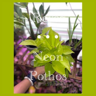 Neon Pothos plant in Fort Myers, Florida