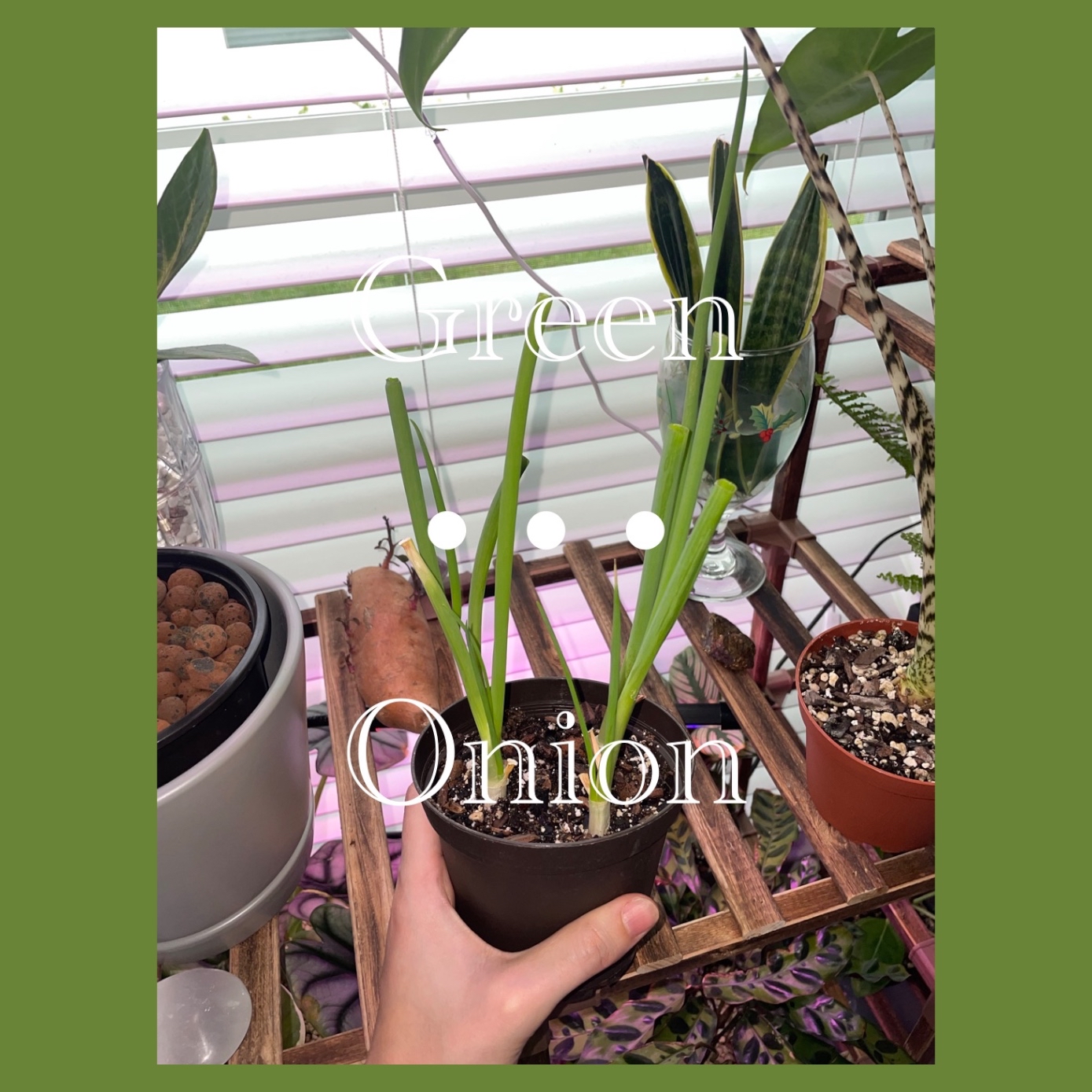Green Onion