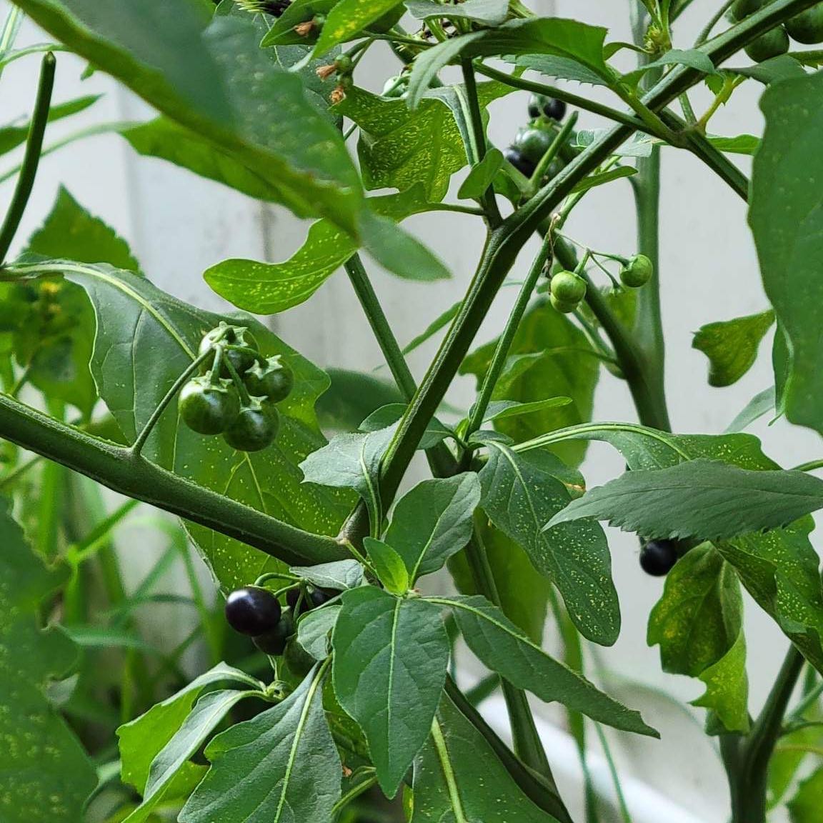 American Black Nightshade plant with green leaves and small, round berries in different stages of ripeness.