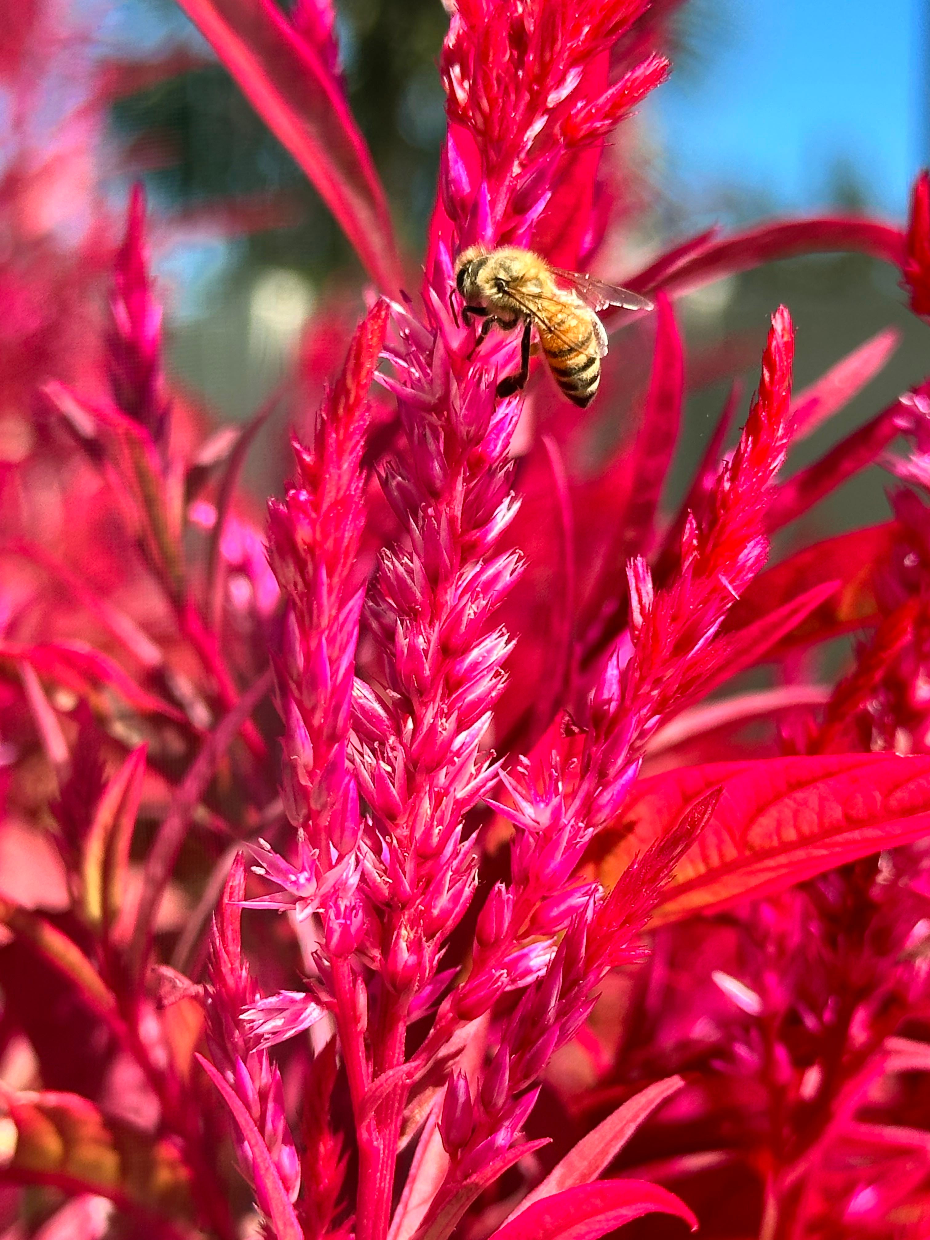 How Much Water & Light Does it Need to Thrive?