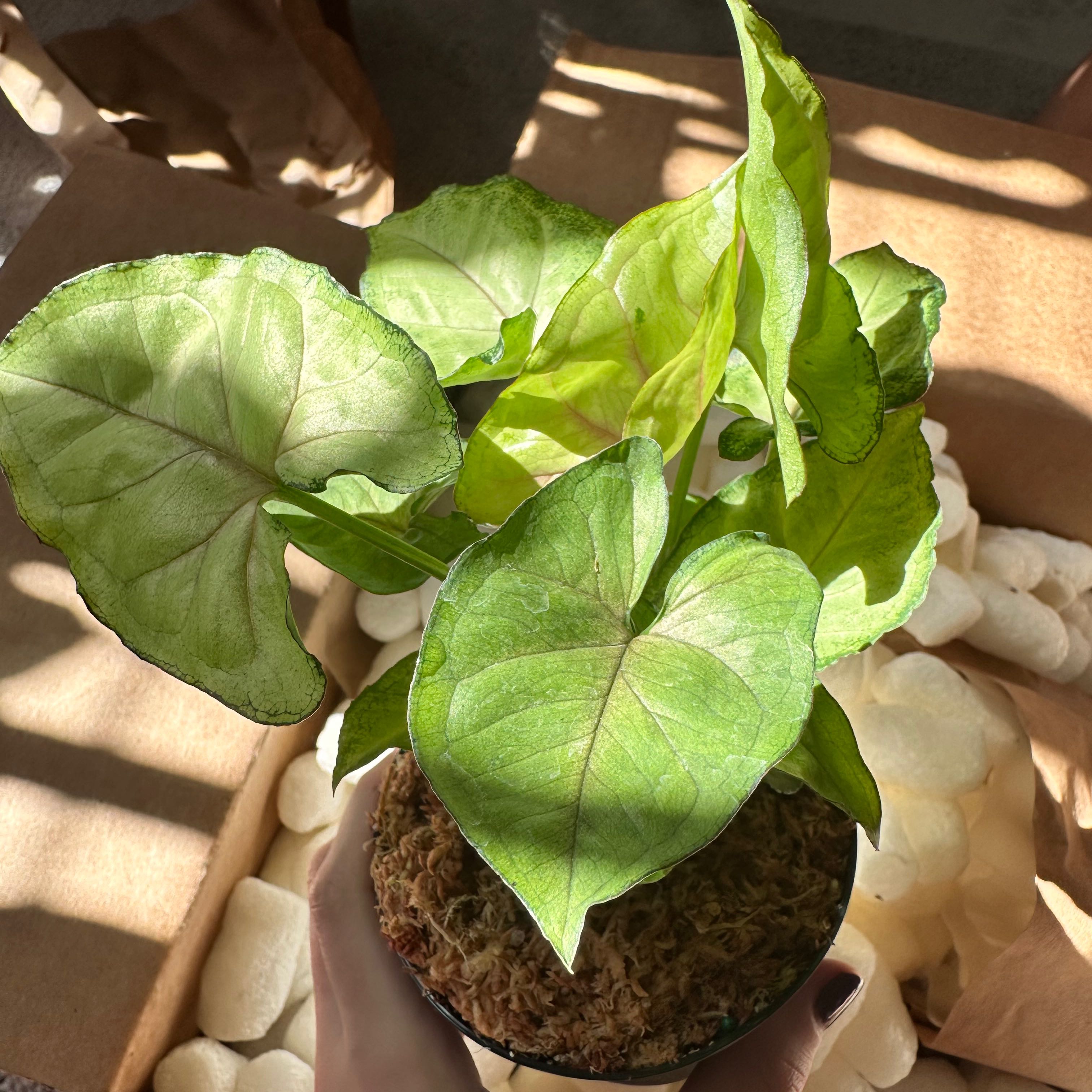 Syngonium 'Gold Allusion' plant with healthy green leaves held by a hand.
