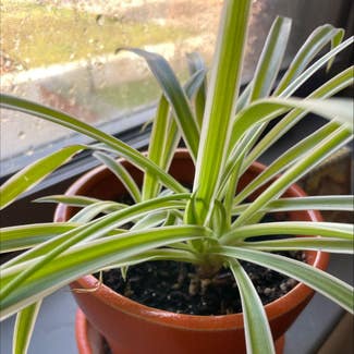 Spider Plant plant in Colchester, Vermont