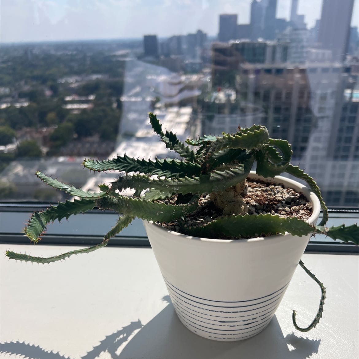 Photo of the plant species medusa euphorbia by @caionotciao named Euphorbia Stellata on Greg, the plant care app