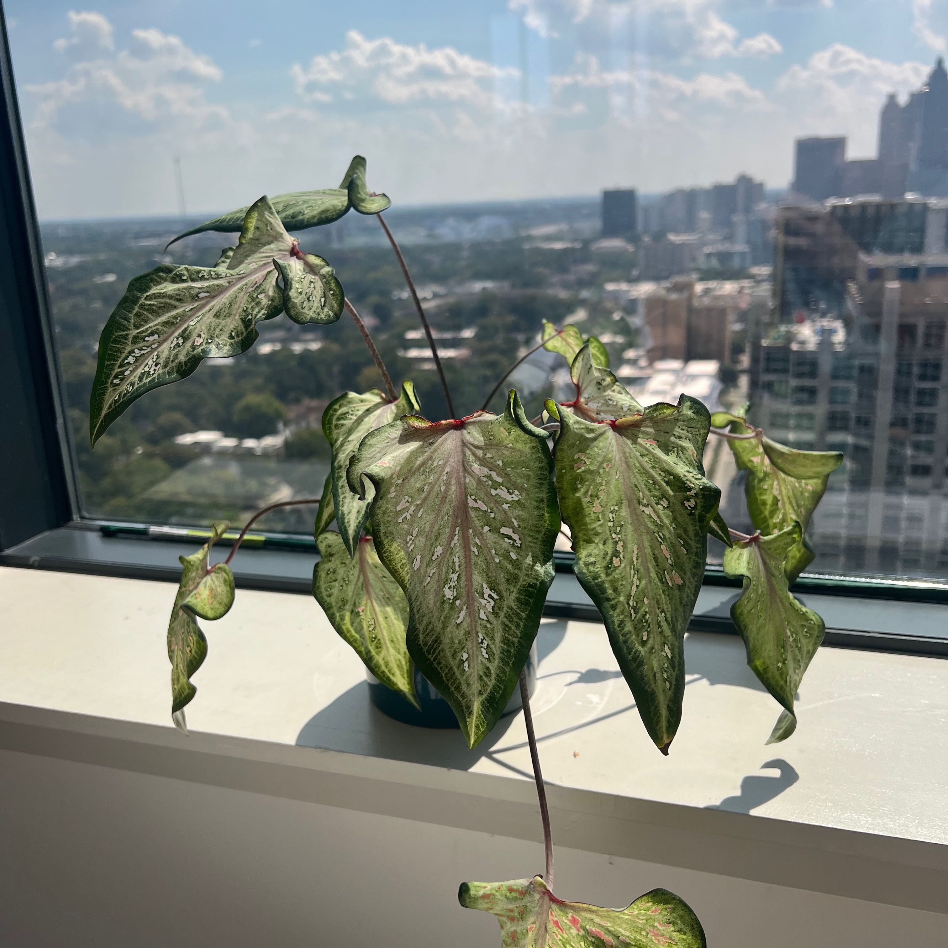 Photo of the plant species Caladium 'Angel Wings' by @caionotciao named Your plant on Greg, the plant care app