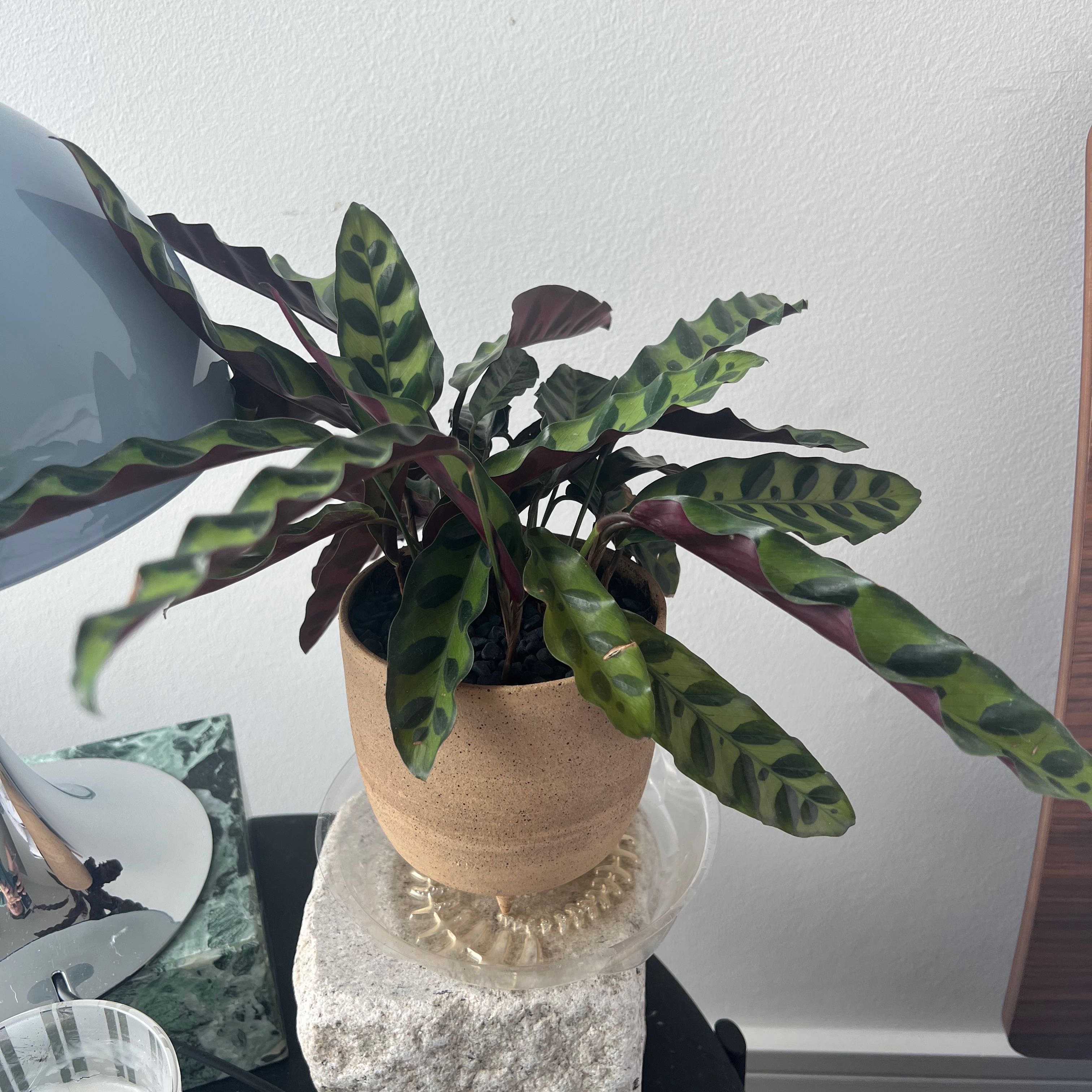 Photo of the plant species Rattlesnake Plant by @caionotciao named Calethea Caio on Greg, the plant care app