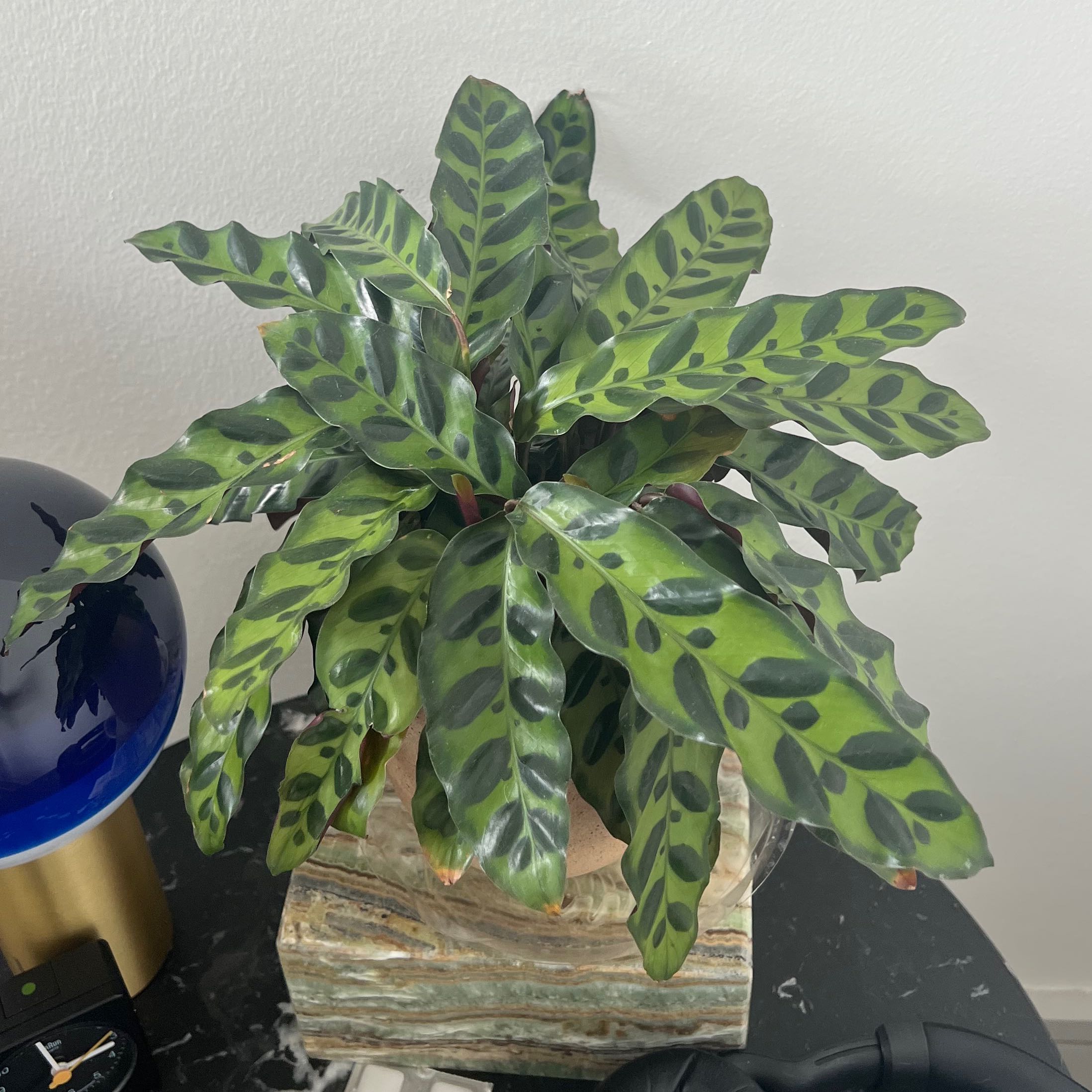 Photo of the plant species Rattlesnake Plant by @caionotciao named Calethea graham on Greg, the plant care app