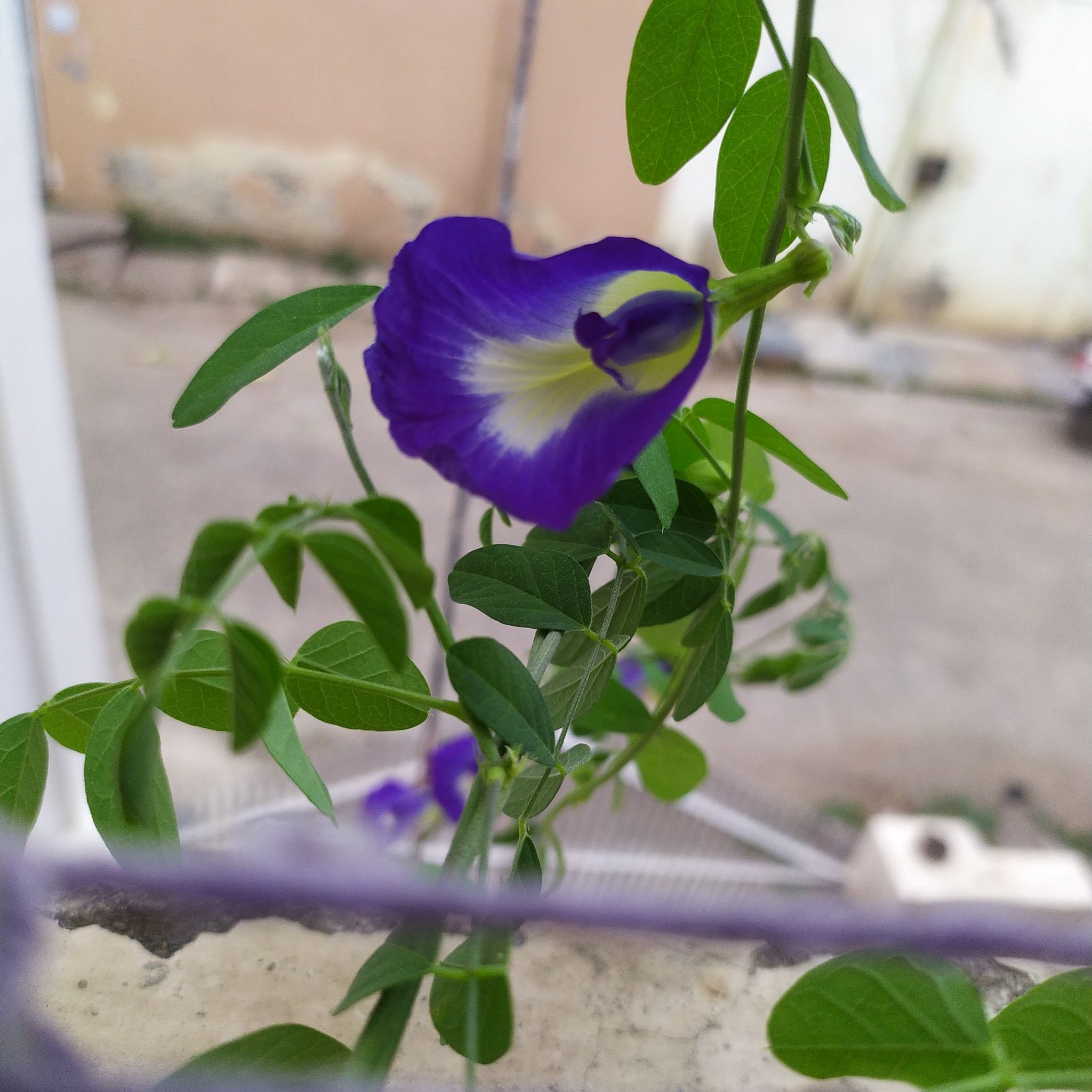 Asian Pigeonwings plant with a prominent purple flower and green leaves.