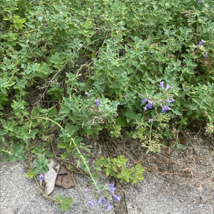 Photo of the plant species Dwarf catnip by @QuotableBasil named Your plant on Greg, the plant care app