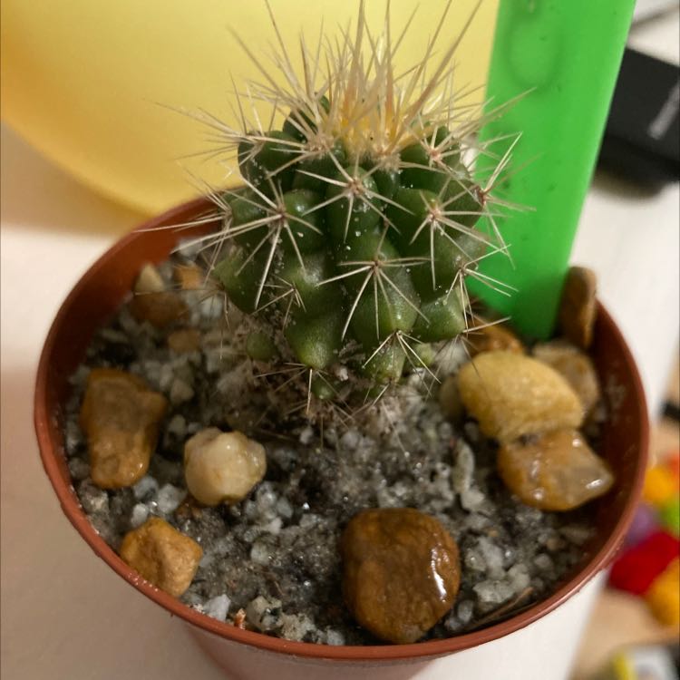 Fire Barrel Cactus in a pot with visible soil and stones.