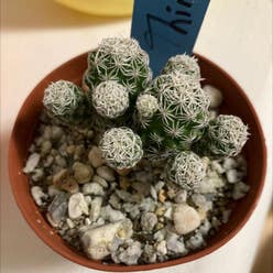 thimble cactus plant