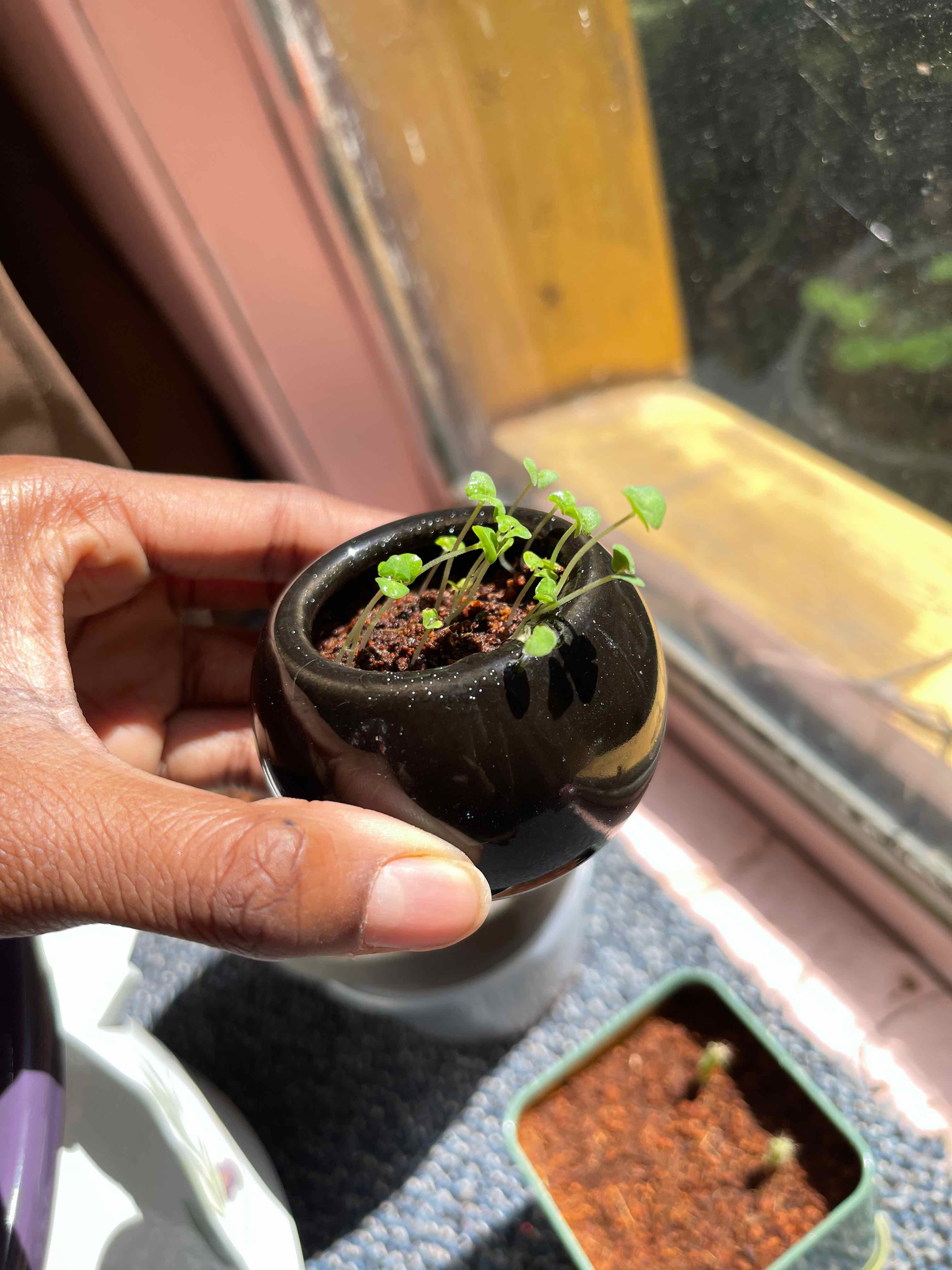 Photo of the plant species Mint 'Eau De Cologne' by @kittyglockz named Lil baby on Greg, the plant care app