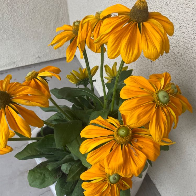 Potted Blackeyed Susan with bright yellow flowers and green leaves.