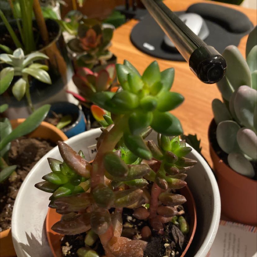Sedeveria 'Jet Beads' plant in a pot with visible soil and some browning leaves.