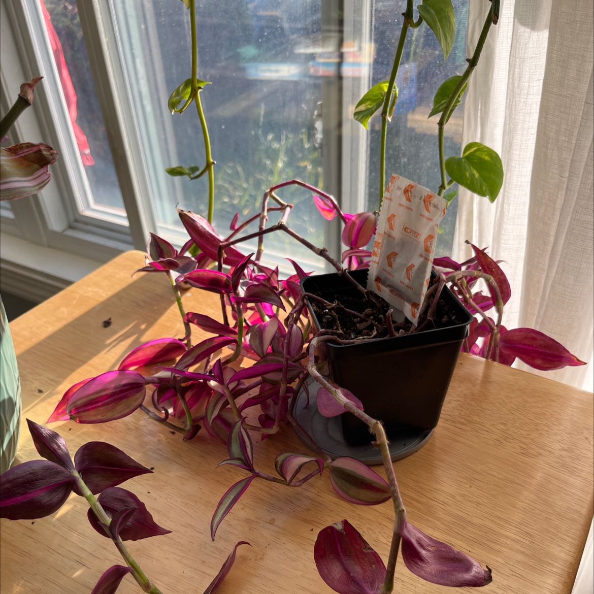 Tradescantia Quadricolor plant in a black pot with vibrant purple and green leaves on a wooden surface.