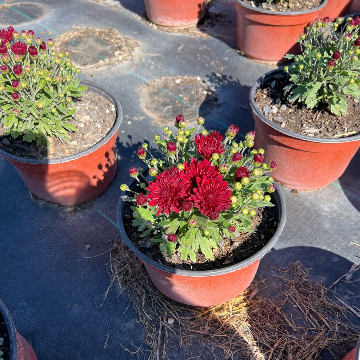 Potted Chrysanthemum plant with vibrant red flowers, surrounded by other potted plants.