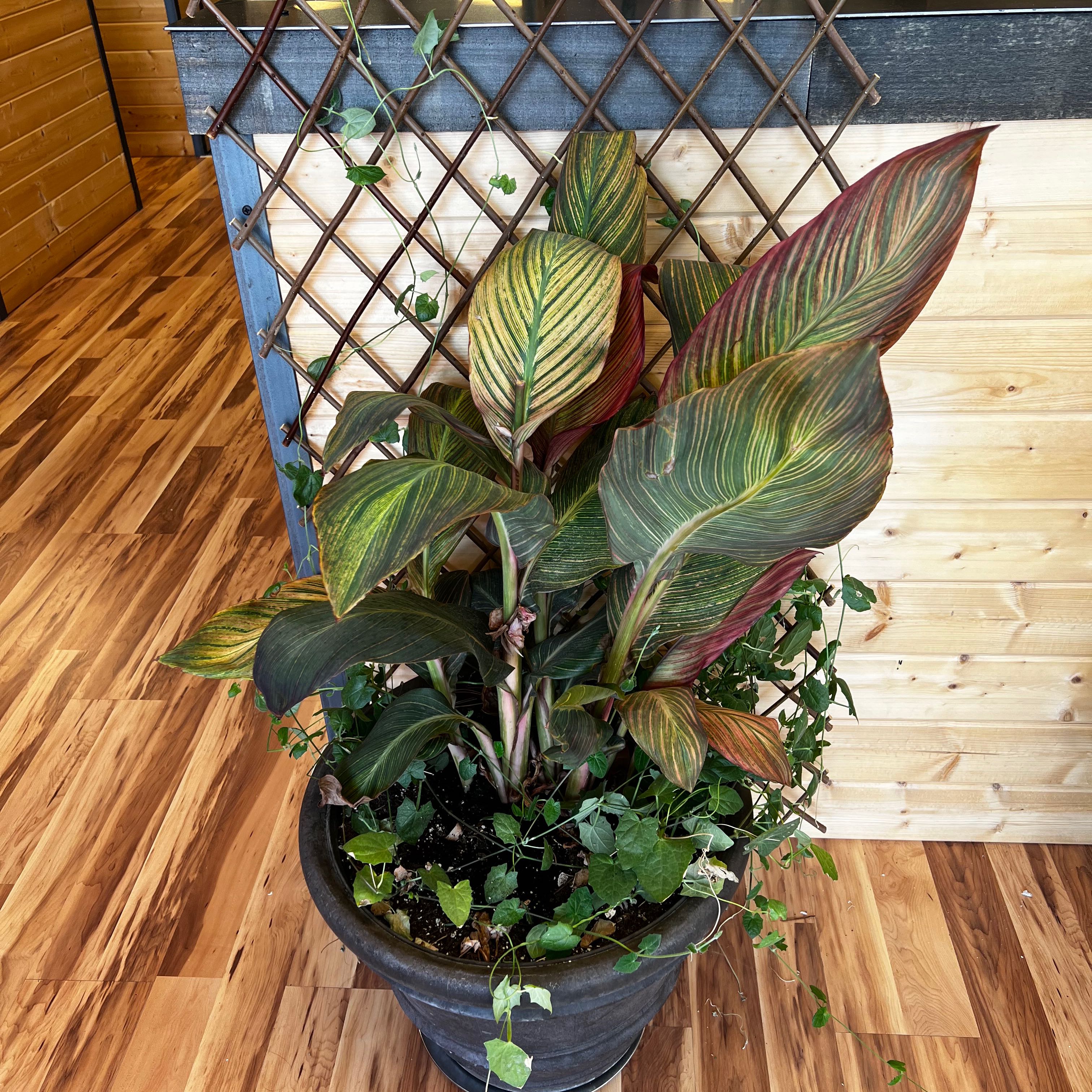 Healthy potted canna lily plant with lush, colorful foliage in shades of green, burgundy and stripes on a wooden deck.