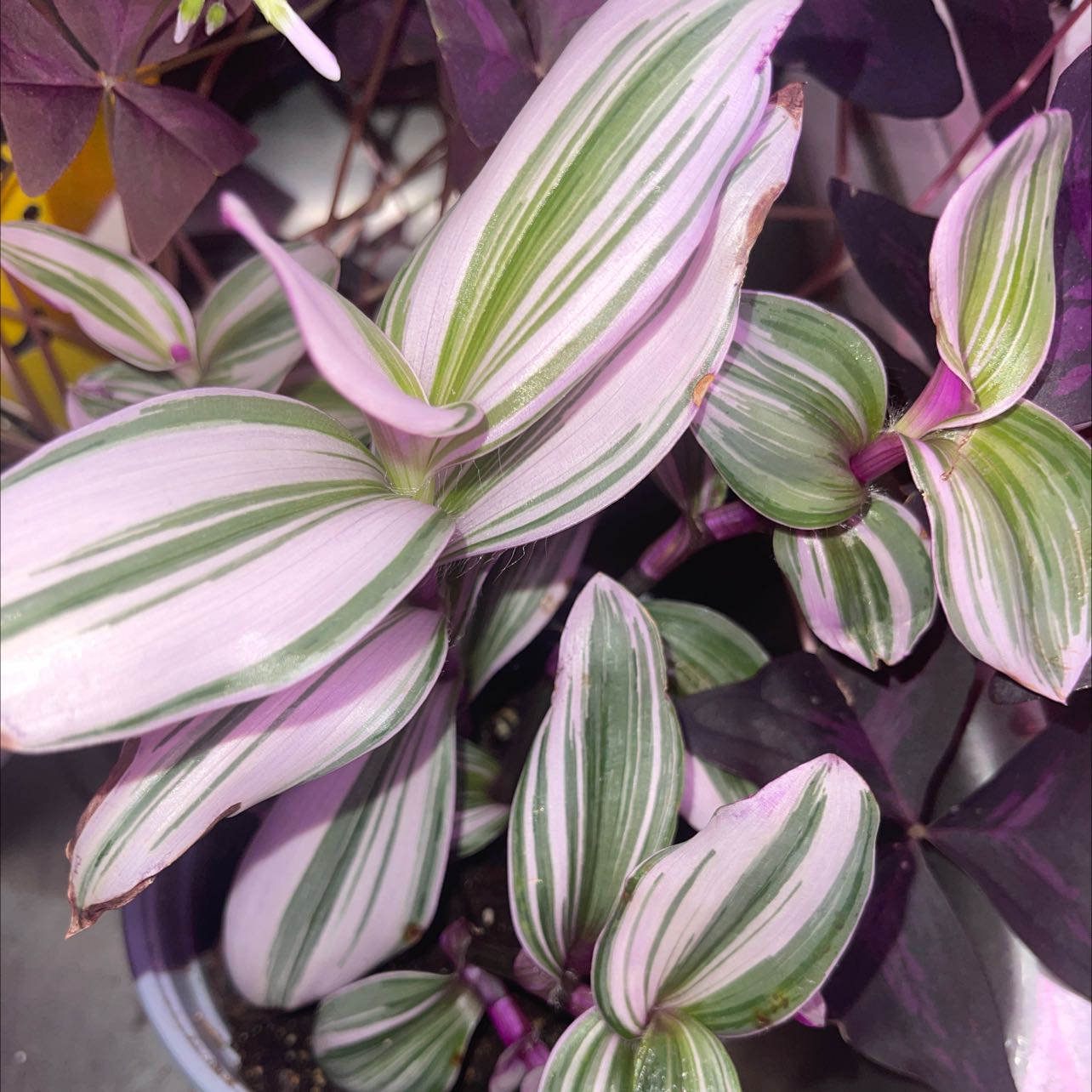 Photo of the plant species Small-Leaf Spiderwort by @ArdentWavycap named Your plant on Greg, the plant care app