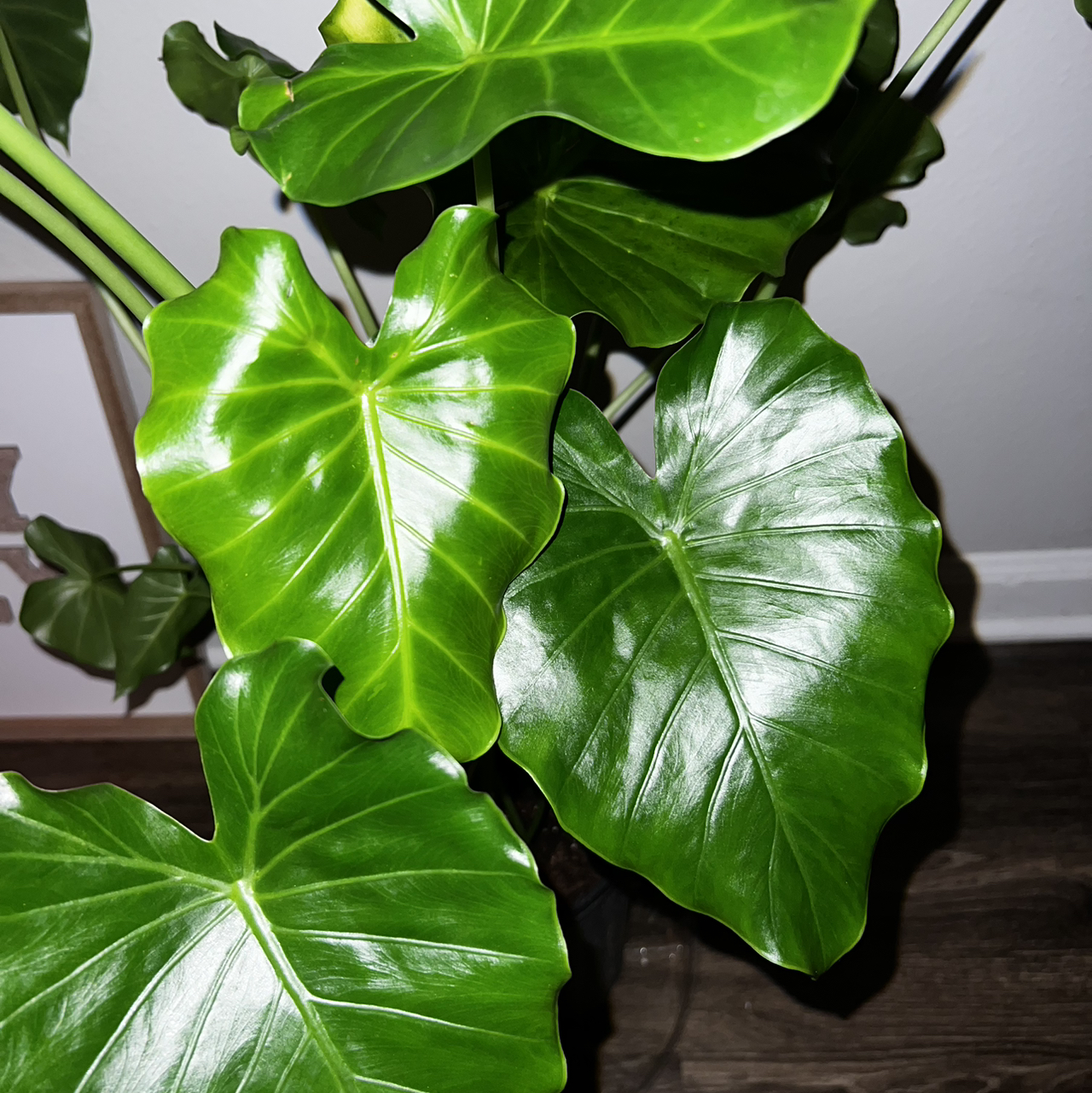Healthy Alocasia gagaena 'California' with glossy green leaves.
