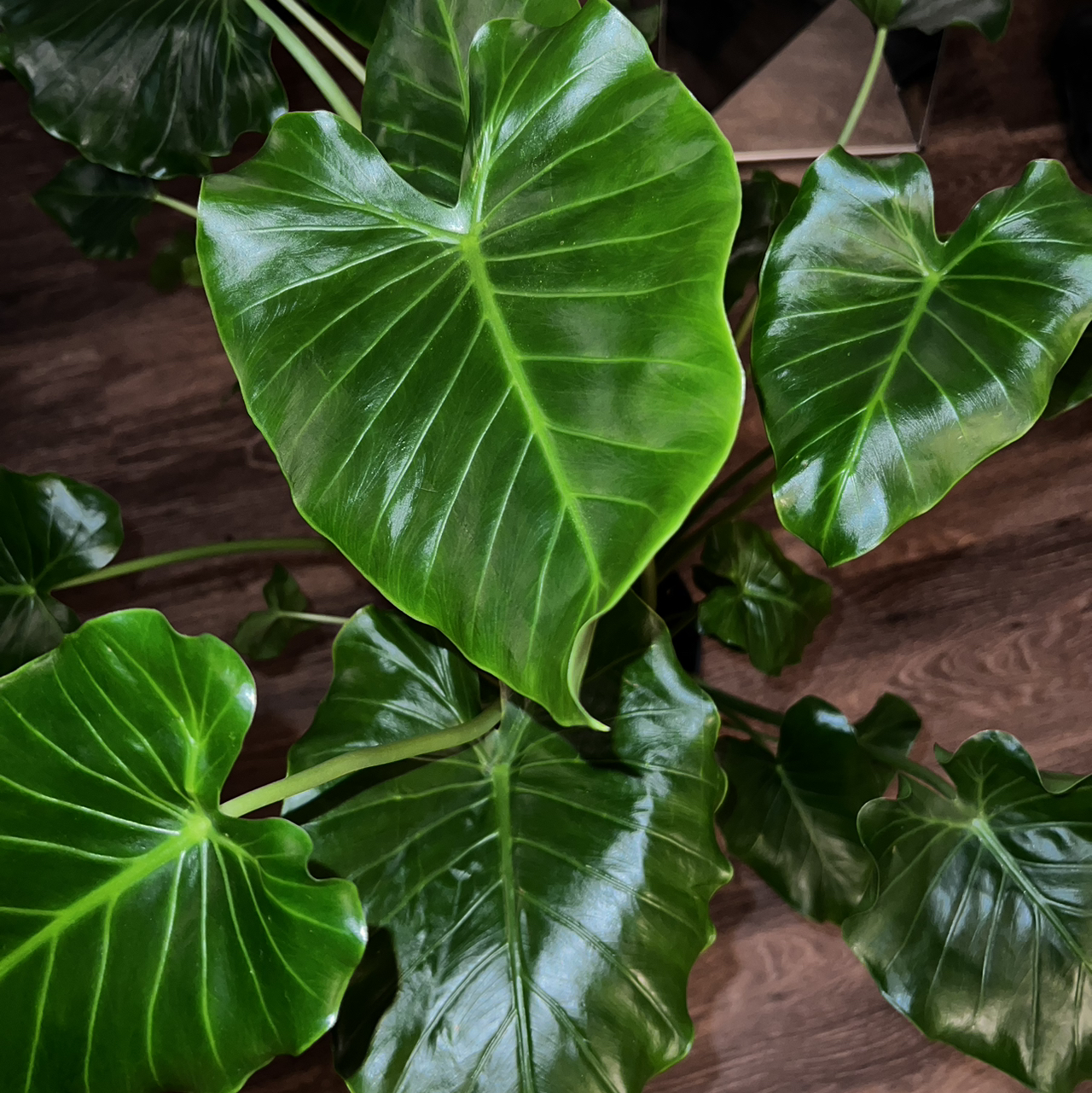 Healthy Alocasia gagaena 'California' with glossy green leaves.