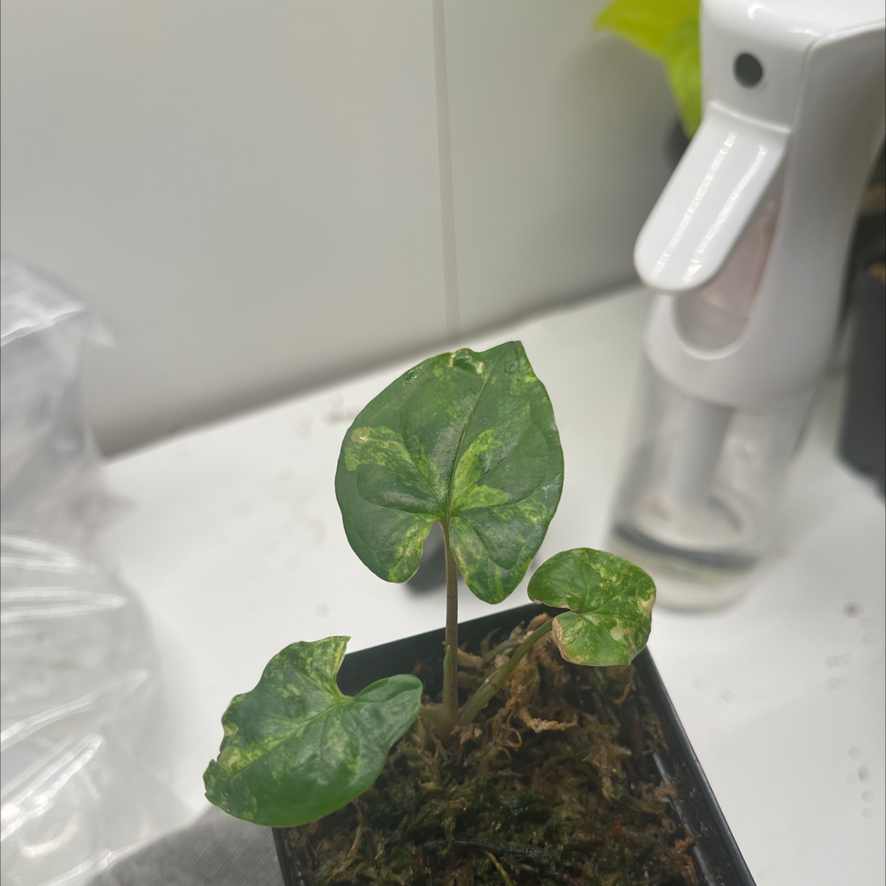 Syngonium aurea plant with variegated leaves in a small pot, visible soil.