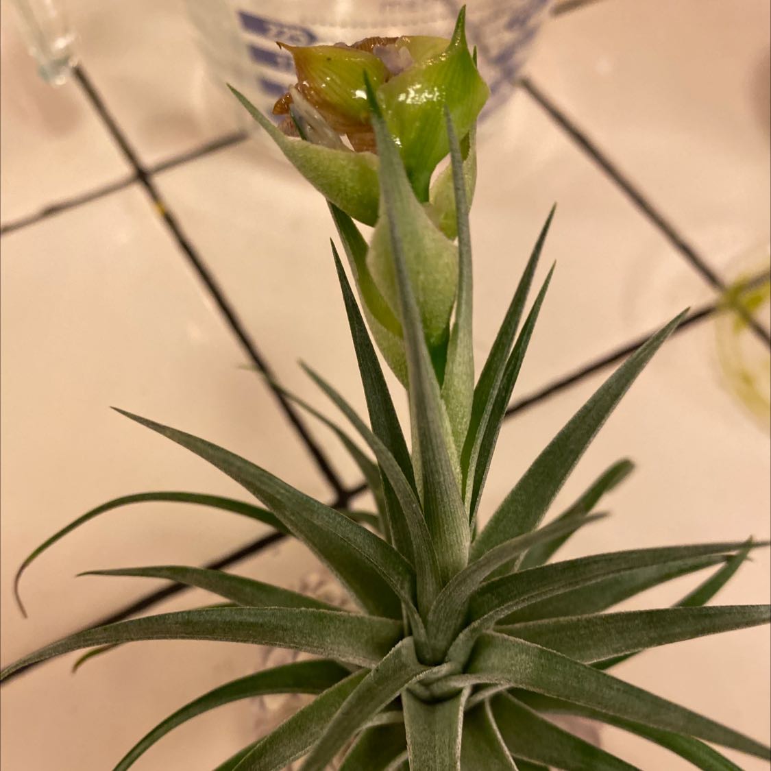 Tillandsia Erubescens plant with green, narrow leaves and some browning at the tip of the central stalk.