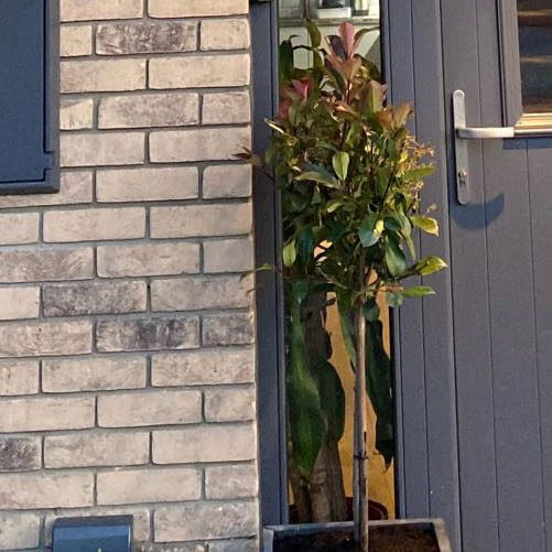 Photo of the plant species Red Robin Photinia by @SuperbRedbean named Austen on Greg, the plant care app