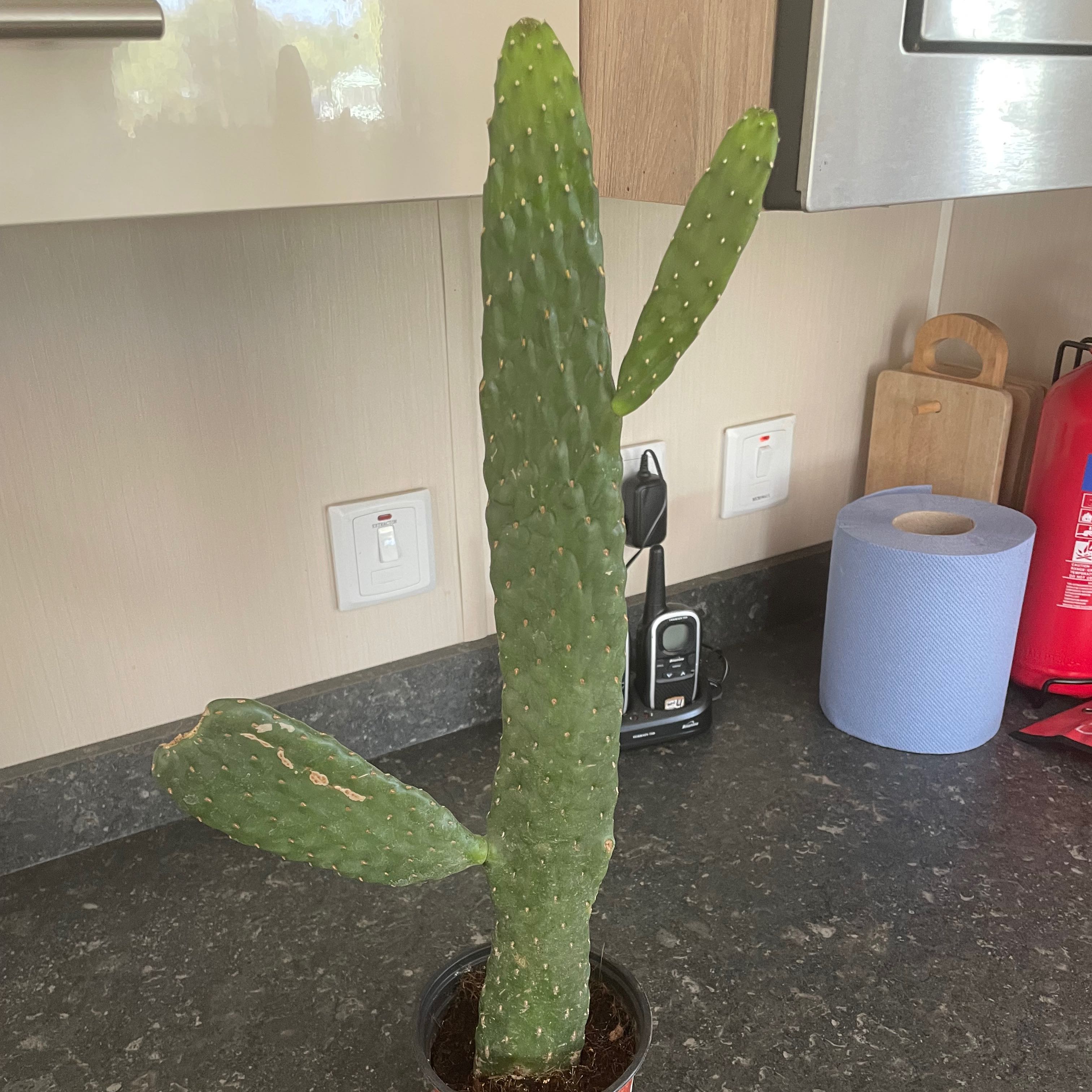 Woolyjoint Prickly Pear cactus on a kitchen counter, healthy and well-framed.