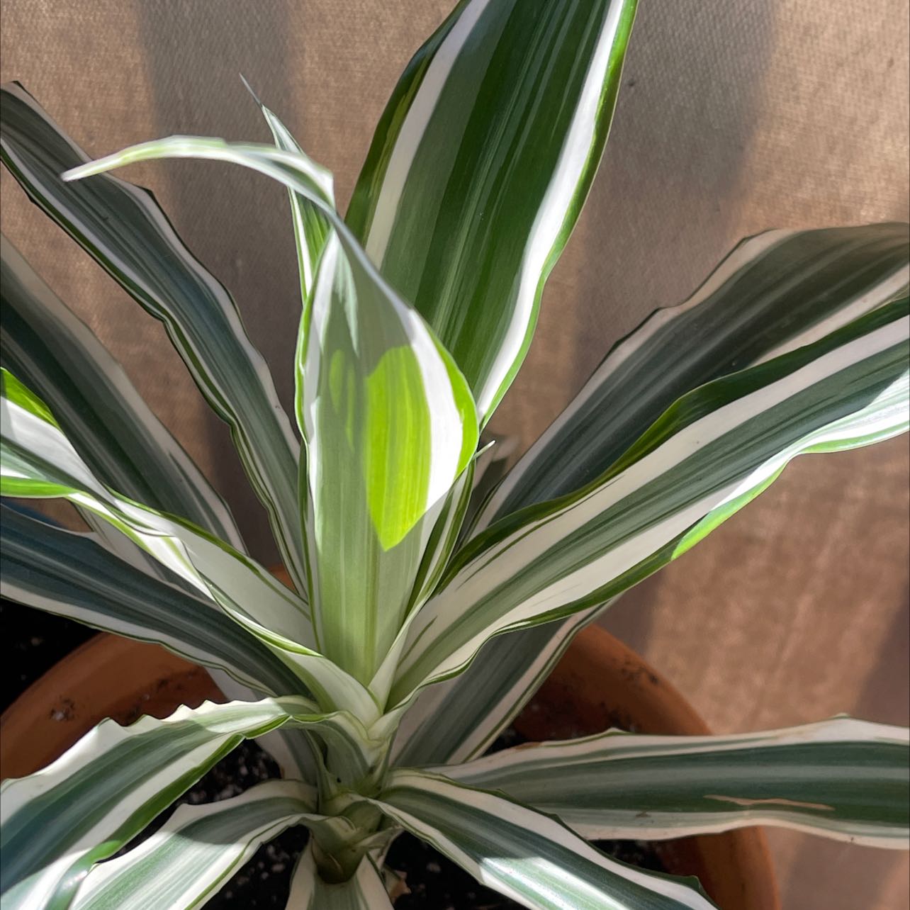 Photo of the plant species Dracaena 'White Bird' by @PlantMonster named Your plant on Greg, the plant care app