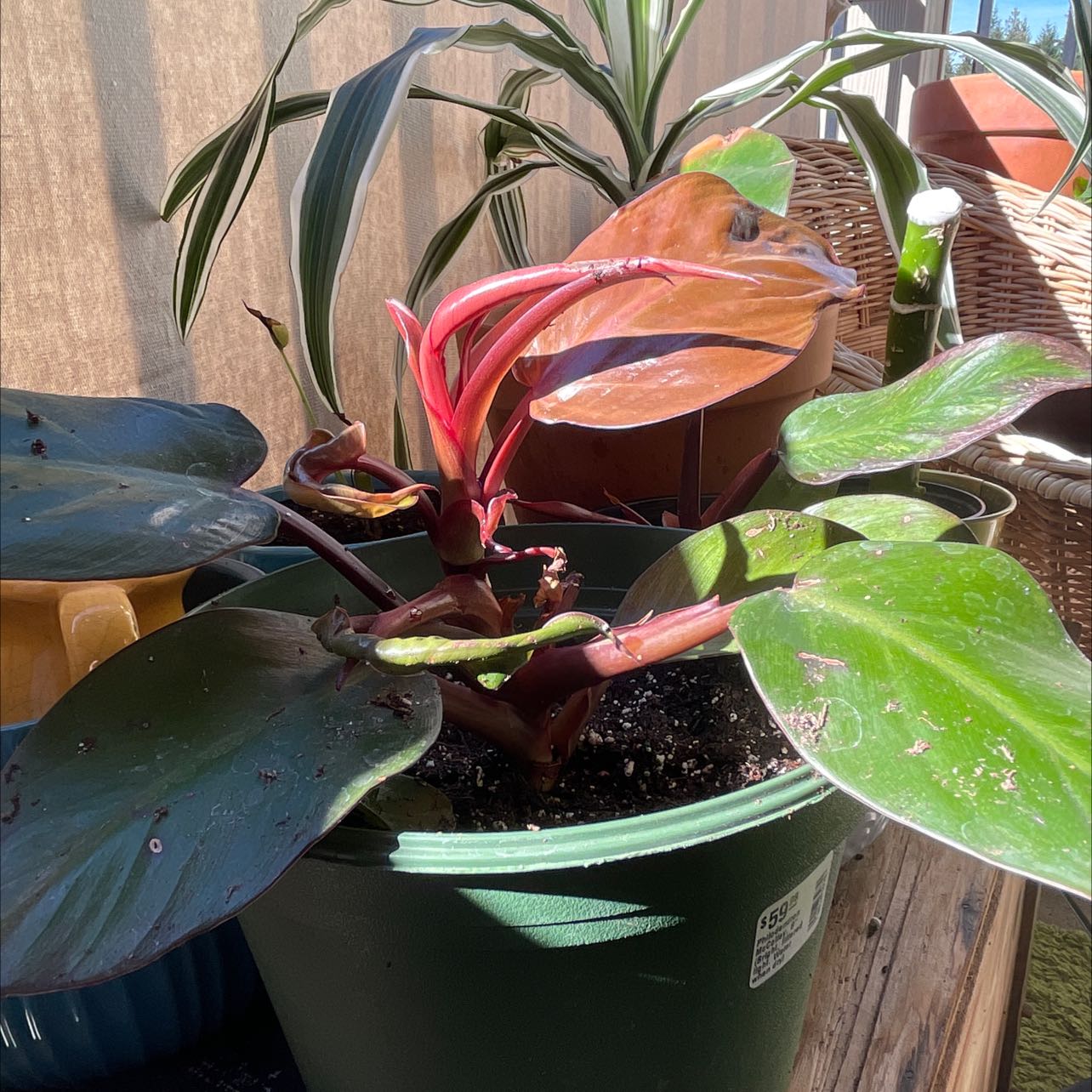 McColley's Finale plant in a green pot with vibrant red and green leaves, slight discoloration visible.