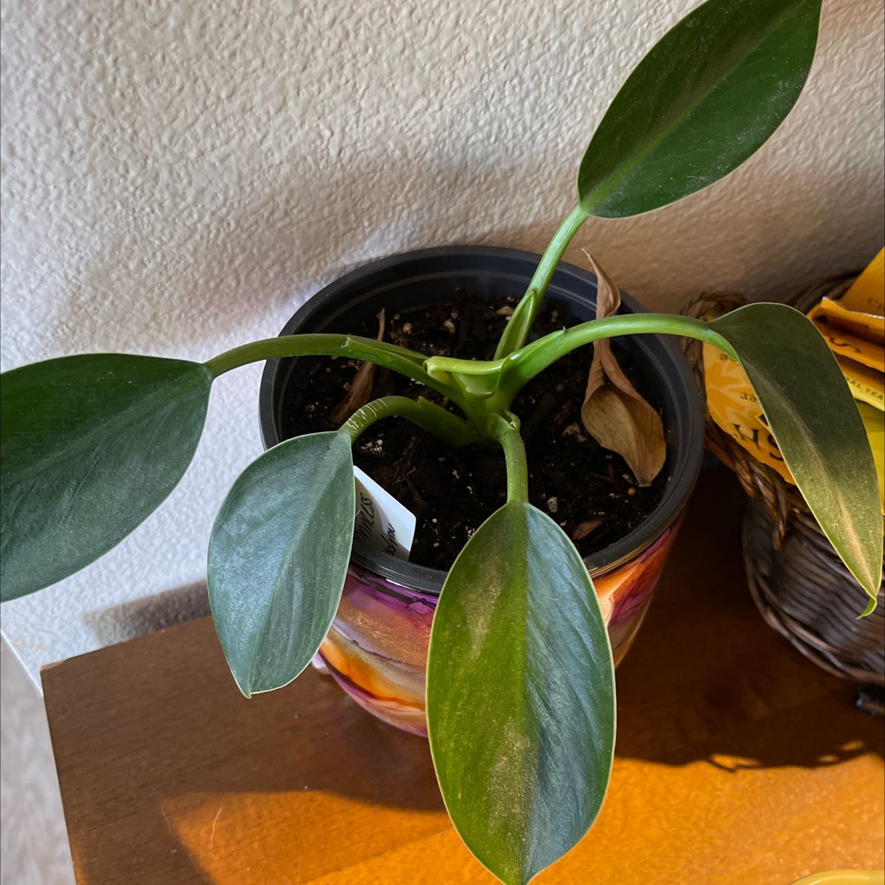 Potted Green Princess plant with broad green leaves, well-framed and healthy.