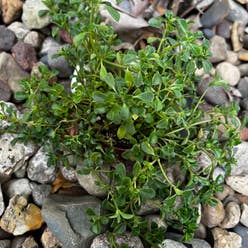 Common Purslane plant