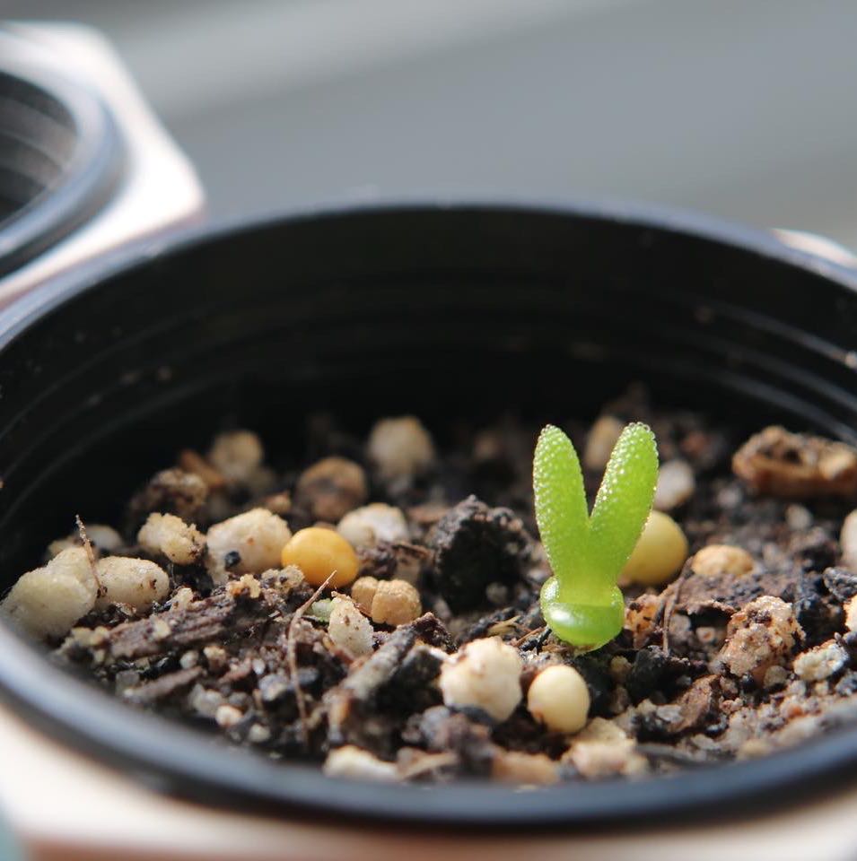 Photo of the plant species Bunny Ear Succulent by @DurableRhodotus named Baesil on Greg, the plant care app
