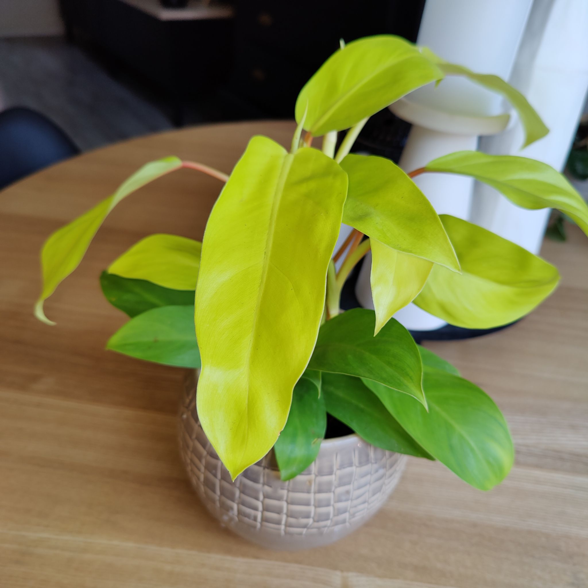 Philodendron