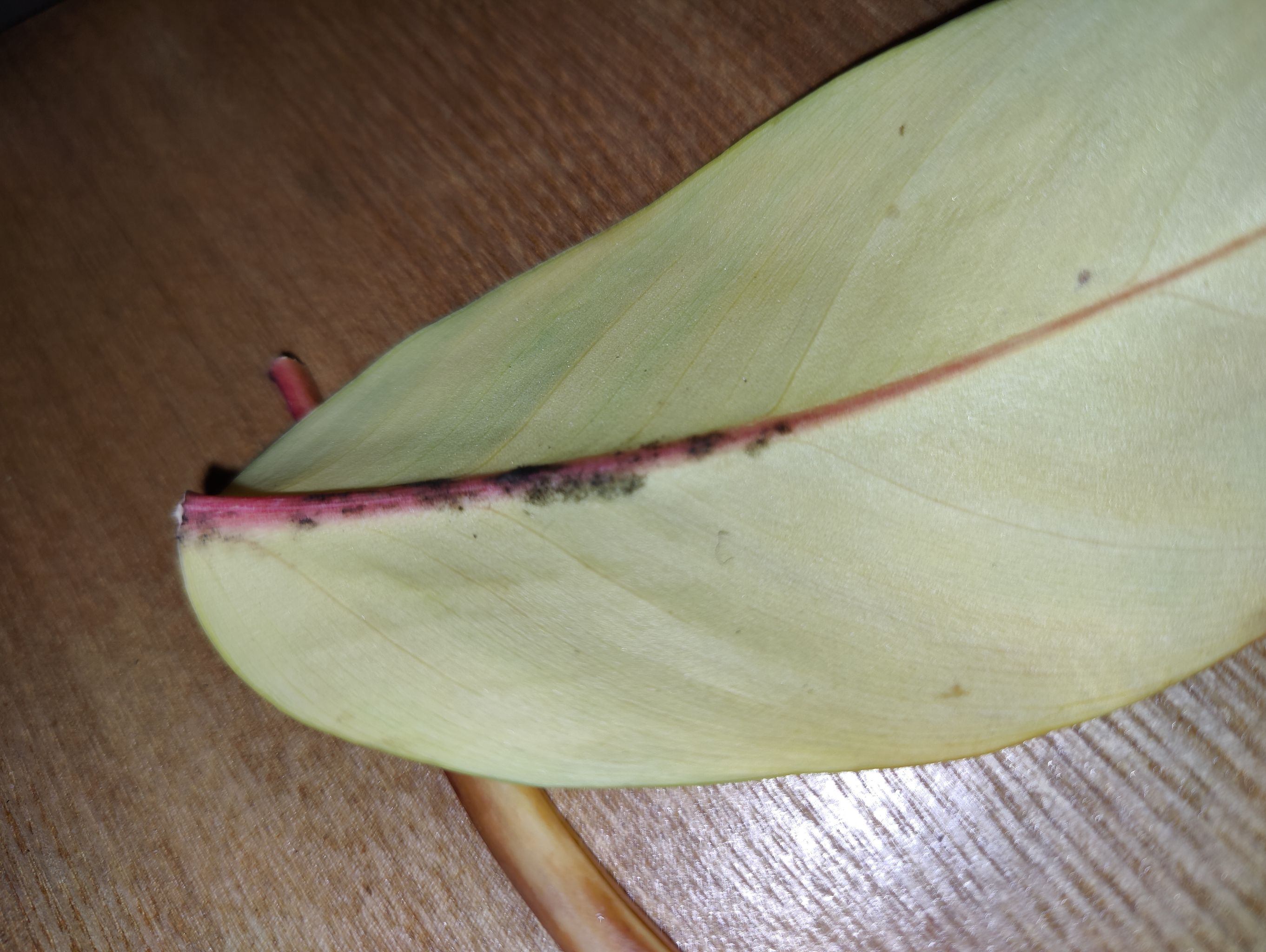Photo from the post