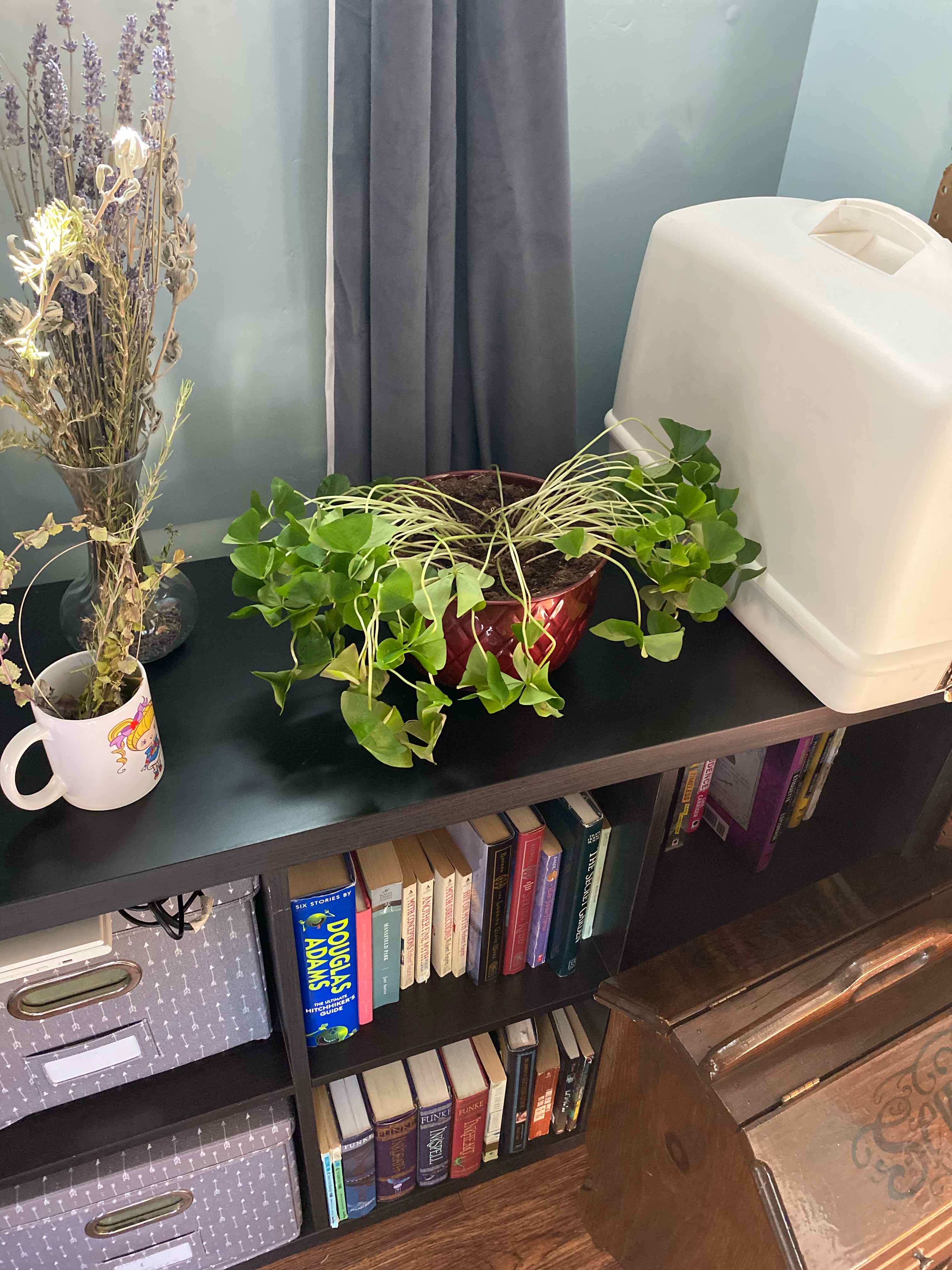 Potted Shamrock plant on a shelf with healthy green leaves, no visible discoloration.