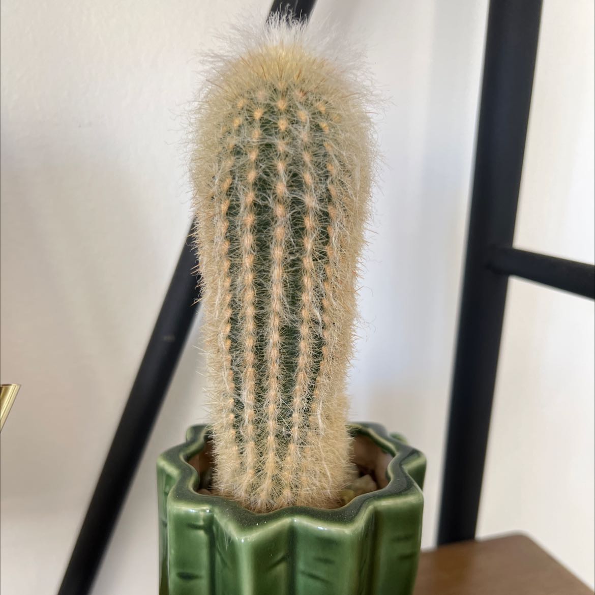 Peruvian Old Man Cactus in a green pot, well-framed and in focus.