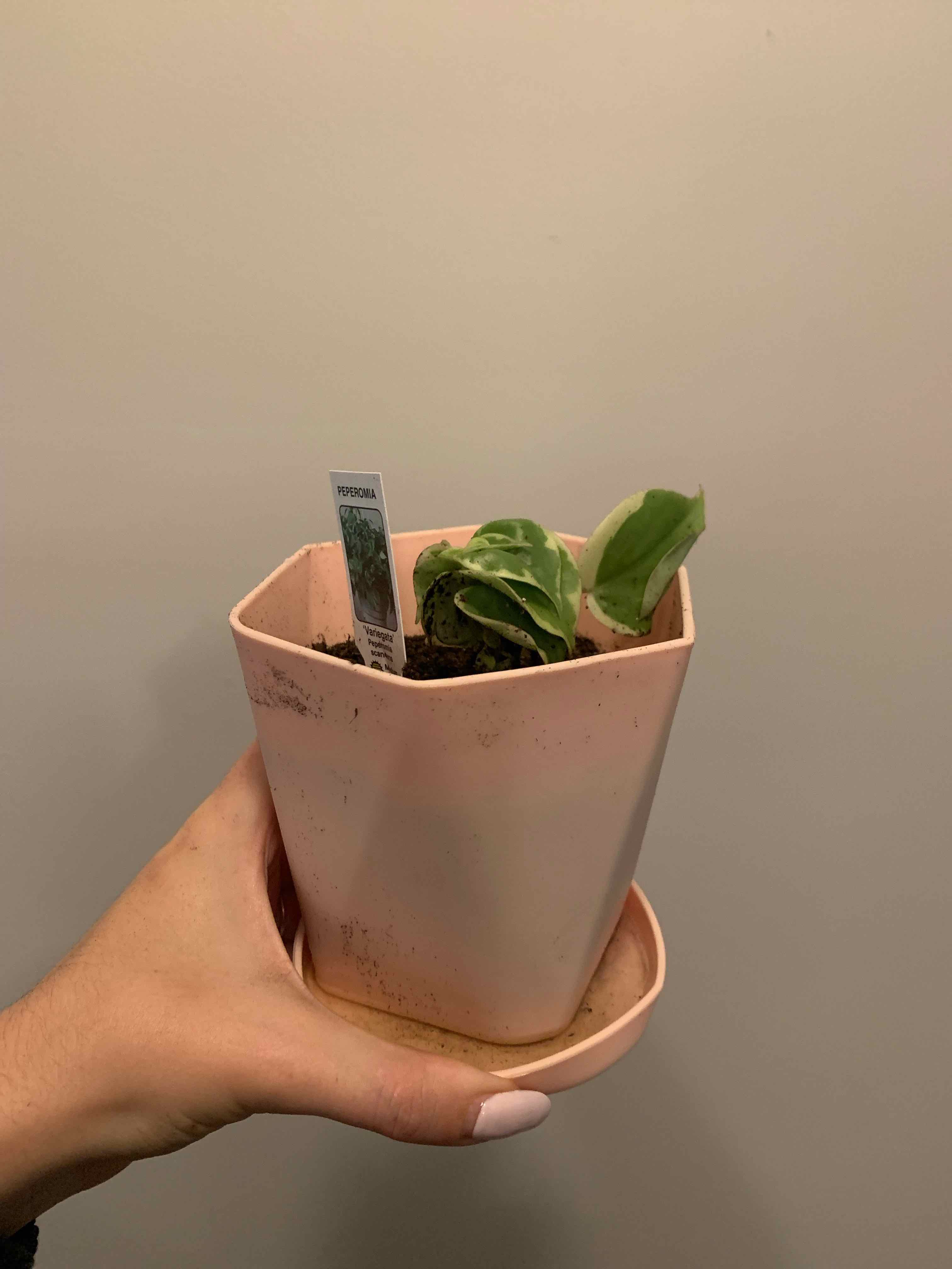 Variegated Peperomia Scandens plant in a pink pot held by a hand.