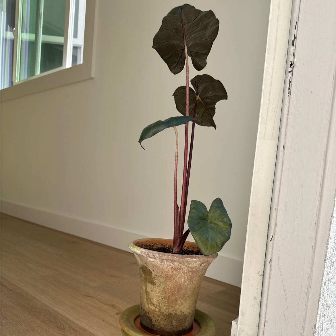 Photo of the plant species Metal Head Alocasia by @BeefyOmnom named Alocasia plumbae on Greg, the plant care app