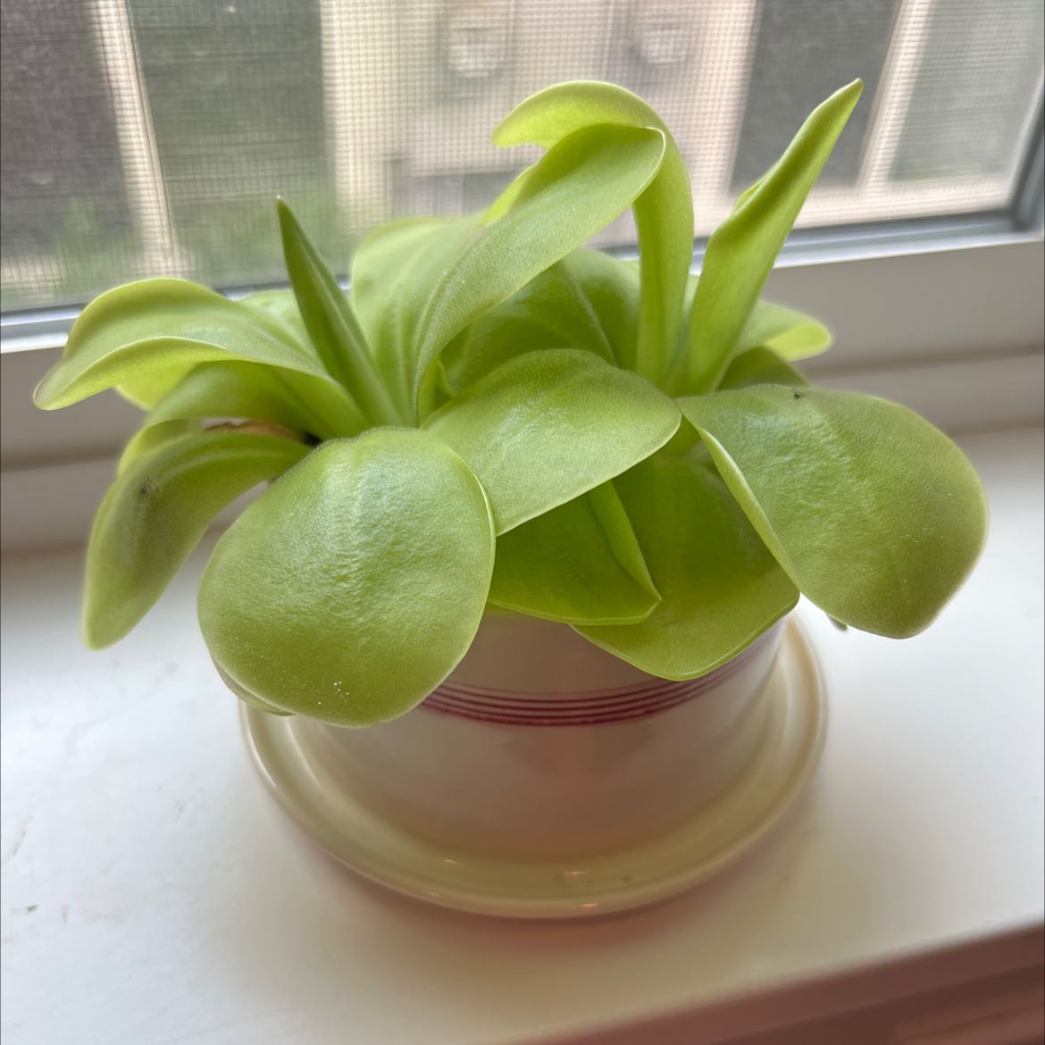 Photo of the plant species Mexican Butterwort by @nsimonson named Pinguicula gigantea on Greg, the plant care app